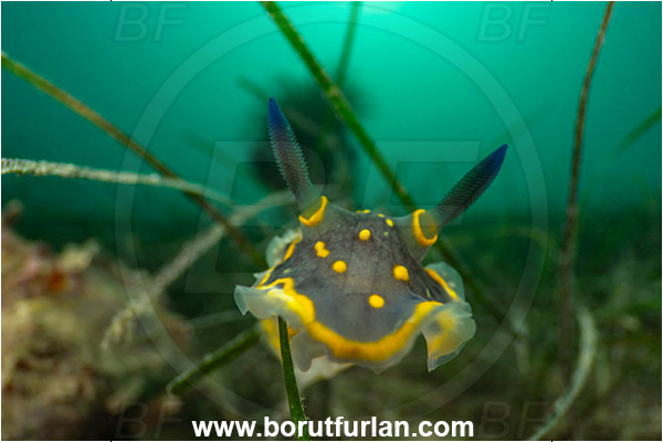 Ankaran, Slovenia, Adriatic sea, Mediterranean sea, Felimare picta, Felimare, Chromodorididae, Painted dorid, Nudibranch, Sea slug, Gastropoda, Mollusca, Portrait