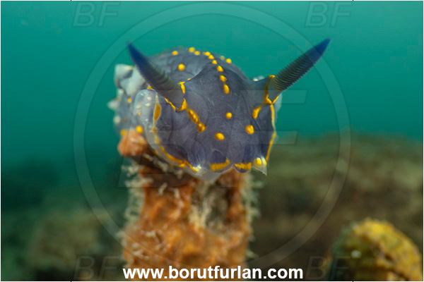 Ankaran, Slovenia, Adriatic sea, Mediterranean sea, Felimare picta, Felimare, Chromodorididae, Painted dorid, Nudibranch, Sea slug, Gastropoda, Mollusca, Portrait