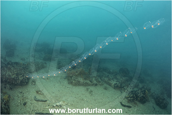 Ankaran, Slovenia, Adriatic sea, Mediterranean sea, Salpa maxima, Salpa, Salpidae, Big Salp, Ascidiacea, Tunicata, Tunicate, Planktonic tunicate