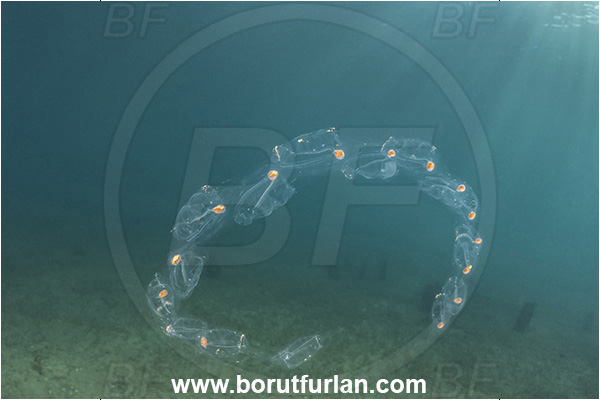 Ankaran, Slovenia, Adriatic sea, Mediterranean sea, Salpa maxima, Salpa, Salpidae, Big Salp, Ascidiacea, Tunicata, Tunicate, Planktonic tunicate