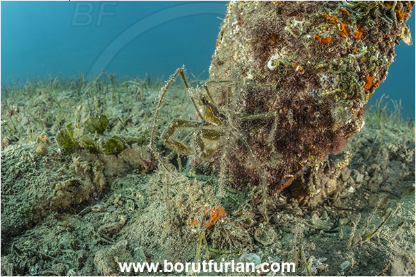 Ankaran, Slovenia, Adriatic sea, Mediterranean sea, Macropodia longirostris, Macropodia, Inachidae, Decapoda, Crustacea, Crustacean, Spider Crab, Crab