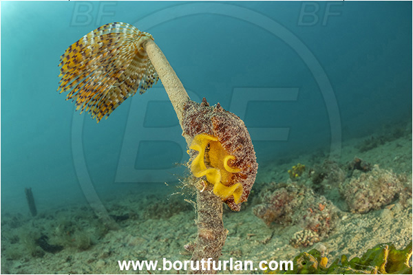 Ankaran, Slovenia, Adriatic sea, Mediterranean sea, Worm, Sabella spallanzanii, Sabella, Sabellidae, Mediterranean fanworm, Polychaeta, Archidoris pseudoargus, Archidoris, Dorididae, Dorid nudibranch, Nudibranch, Sea slug, Gastropoda, Mollusca, Eggs, Egg laying