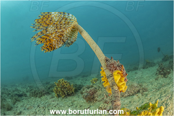 Ankaran, Slovenia, Adriatic sea, Mediterranean sea, Worm, Sabella spallanzanii, Sabella, Sabellidae, Mediterranean fanworm, Polychaeta, Archidoris pseudoargus, Archidoris, Dorididae, Dorid nudibranch, Nudibranch, Sea slug, Gastropoda, Mollusca, Eggs, Egg laying