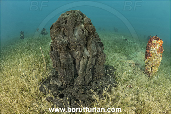 Ankaran, Slovenia, Adriatic sea, Mediterranean sea, Chondrosia reniformis, Chondrosia, Chondrosiidae, Leather sponge, Kidney sponge, Sponge, Porifera
