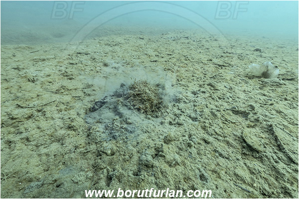 Secovlje, Slovenia, Adriatic sea, Mediterranean sea, Mud, Muddy bottom, Mud, Silt, Maja crispata, Maja, Majidae, Decapoda, Crustacea, Crustacean, Little European Spider Crab, Crab, Camouflage