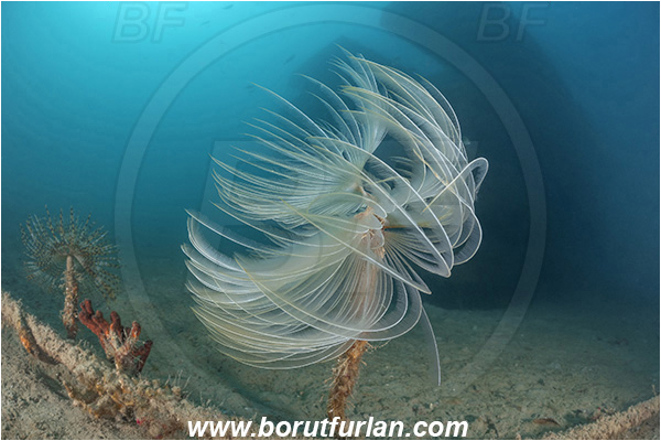 Secovlje, Slovenia, Adriatic sea, Mediterranean sea, Worm, Sabella spallanzanii, Sabella, Sabellidae, Mediterranean fanworm, Polychaeta