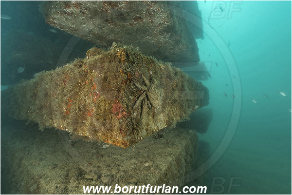 Secovlje, Slovenia, Adriatic sea, Mediterranean sea, Maja crispata, Maja, Majidae, Decapoda, Crustacea, Crustacean, Little European Spider Crab, Crab, Camouflage