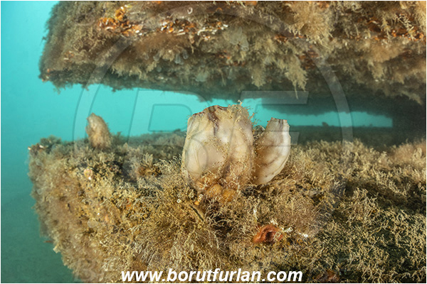 Secovlje, Slovenia, Adriatic sea, Mediterranean sea, Styela adriatica, Styela, Styelidae, Sea squirt, Ascidiacea, Tunicata, Tunicate