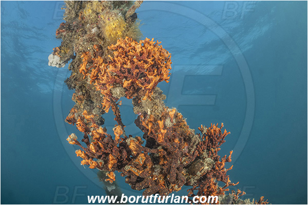 Secovlje, Slovenia, Adriatic sea, Mediterranean sea, Schizobrachiella sanguinea, Schizobrachiella, Schizoporellidae, Red encrusting bryozoan, Bryozoa, Bryozoan