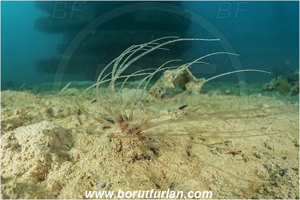 Secovlje, Slovenia, Adriatic sea, Mediterranean sea, Cerianthus lloydii, Cerianthus, Cerianthidae, Cylinder anemone, Lesser cylinder anemone, Anemone, Anthozoa, Cnidaria, Cnidarian