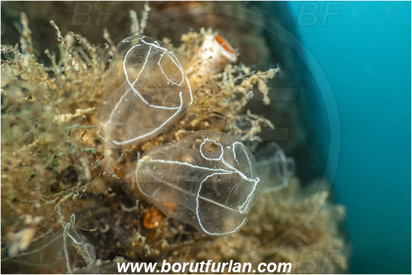 Secovlje, Slovenia, Adriatic sea, Mediterranean sea, Diazona violacea, Diazona, Diazonidae, Football sea squirt, Sea squirt, Ascidiacea, Tunicata