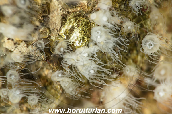 Secovlje, Slovenia, Adriatic sea, Mediterranean sea, Aurelia aurita, Aurelia, Ulmaridae, Scyphozoa, Cnidaria, Cnidarian, Moon jellyfish, Jellyfish, Polyp phase