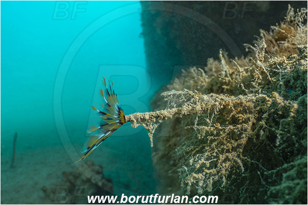 Secovlje, Slovenia, Adriatic sea, Mediterranean sea, Branchiomma sp., Branchiomma, Sabellidae, Tube worm, Worm, Polychaeta