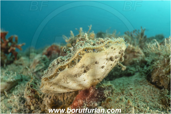 Secovlje, Slovenia, Adriatic sea, Mediterranean sea, Flexopecten glaber, Flexopecten, Pectinidae, Bivalvia, Mollusca, Mollusc, Smooth scallop, Scallop, Shell