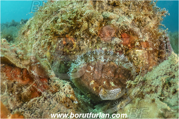 Secovlje, Slovenia, Adriatic sea, Mediterranean sea, Mimachlamys varia, Mimachlamys, Pectinidae, Bivalvia, Mollusca, Mollusc, Smooth scallop, Scallop, Shell