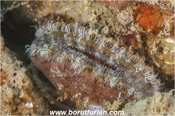 Secovlje, Slovenia, Adriatic sea, Mediterranean sea, Mimachlamys varia, Mimachlamys, Pectinidae, Bivalvia, Mollusca, Mollusc, Smooth scallop, Scallop, Shell
