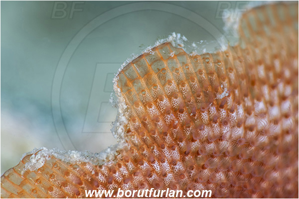Secovlje, Slovenia, Adriatic sea, Mediterranean sea, Schizobrachiella sanguinea, Schizobrachiella, Schizoporellidae, Red encrusting bryozoan, Bryozoa, Bryozoan, Abstract