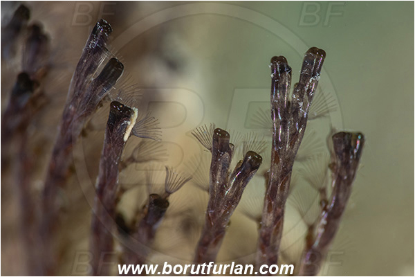 Secovlje, Slovenia, Adriatic sea, Mediterranean sea, Bugula neritina, Bugula, Bugulidae, Brown bryozoan, Bryozoa, Bryozoan
