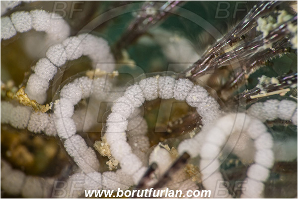 Secovlje, Slovenia, Adriatic sea, Mediterranean sea, Eggs, Nudibranch eggs, Sea slug eggs