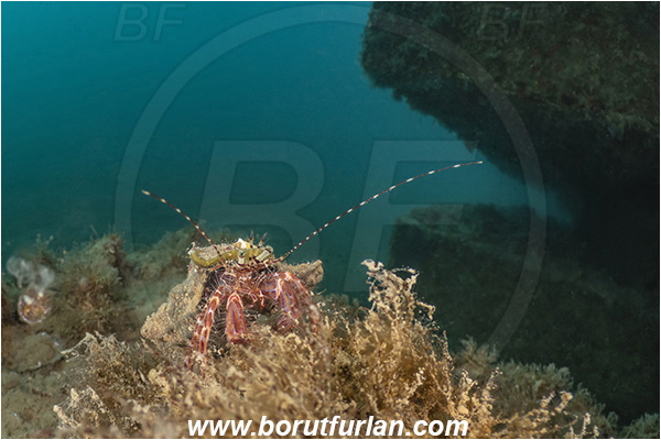Secovlje, Slovenia, Adriatic sea, Mediterranean sea, Pagurus anachoretus, Pagurus, Paguridae, Crustacea, Crustacean, Long-armed Hermit Crab, Hermit crab, Crab