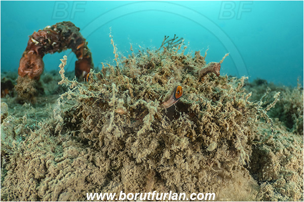 Secovlje, Slovenia, Adriatic sea, Mediterranean sea, Maja crispata, Maja, Majidae, Decapoda, Crustacea, Crustacean, Little European Spider Crab, Crab, Camouflage