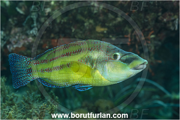 Island Lastovo, Croatia, Adriatic sea, Mediterranean sea, Symphodus tinca, Symphodus, Labridae, East Atlantic peacock wrasse, Male, Wrasse, Fish