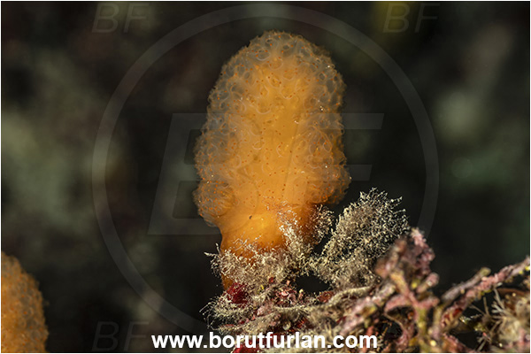 Island Lastovo, Croatia, Adriatic sea, Mediterranean sea, Aplidium proliferum, Aplidium, Polycitoridae, Colony of Tunicates, Colonial sea squirt, Sea squirt, Ascidiacea, Tunicata, Tunicate