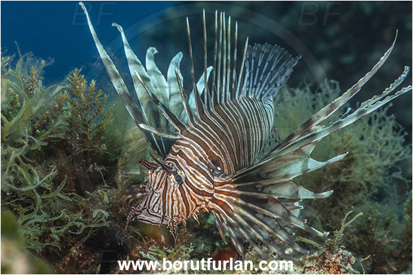 Island Lastovo, Croatia, Adriatic sea, Mediterranean sea, Pterois miles, Pterois, Scorpaenidae, Devil Firefish, Lionfish, Fish