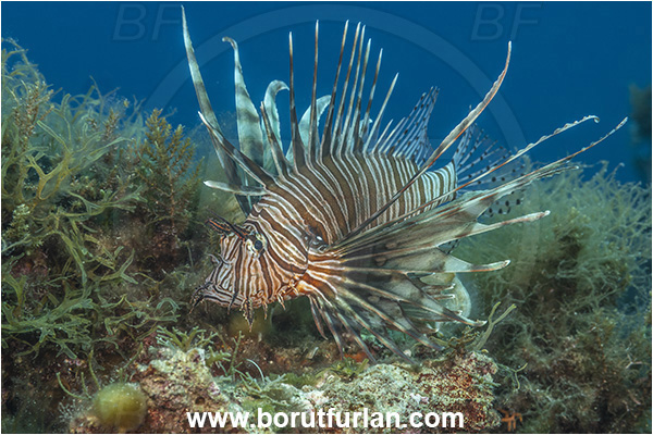 Island Lastovo, Croatia, Adriatic sea, Mediterranean sea, Pterois miles, Pterois, Scorpaenidae, Devil Firefish, Lionfish, Fish