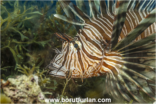 Island Lastovo, Croatia, Adriatic sea, Mediterranean sea, Pterois miles, Pterois, Scorpaenidae, Devil Firefish, Lionfish, Fish, Portrait