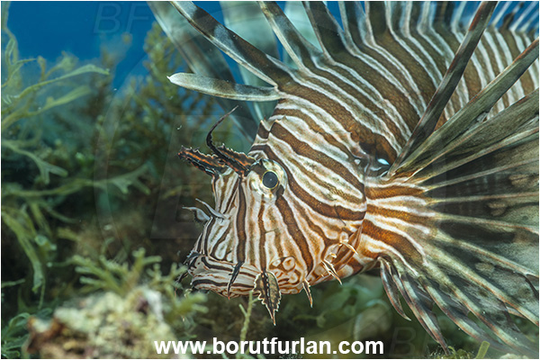 Island Lastovo, Croatia, Adriatic sea, Mediterranean sea, Pterois miles, Pterois, Scorpaenidae, Devil Firefish, Lionfish, Fish, Portrait