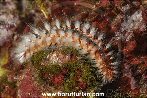 Island Lastovo, Croatia, Adriatic sea, Mediterranean sea, Hermodice carunculata, Hermodice, Amphinomidae, Bearded fireworm, Fireworm, Worm, Polychaeta, Juvenile