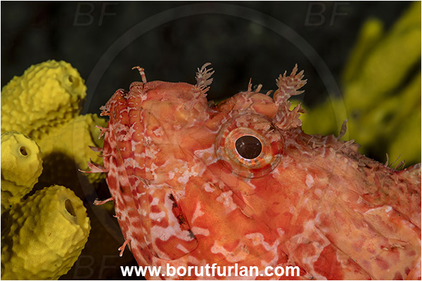 Island Lastovo, Croatia, Adriatic sea, Mediterranean sea, Scorpaena scrofa, Scorpaena, Scorpaenidae, Great red scorpionfish, Scorpionfish, Fish, Portrait
