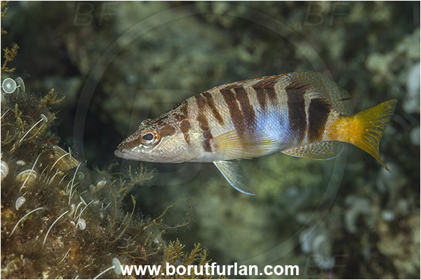 Island Lastovo, Croatia, Adriatic sea, Mediterranean sea, Serranus scriba, Serranus, Serranidae, Painted comber, Fish