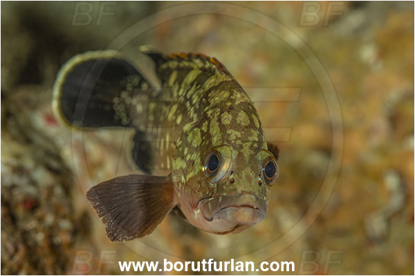 Island Lastovo, Croatia, Adriatic sea, Mediterranean sea, Epinephelus marginatus, Epinephelus, Serranidae, Dusky grouper, Grouper, Fish, Juvenile