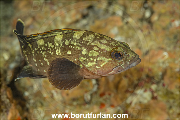 Island Lastovo, Croatia, Adriatic sea, Mediterranean sea, Epinephelus marginatus, Epinephelus, Serranidae, Dusky grouper, Grouper, Fish, Juvenile