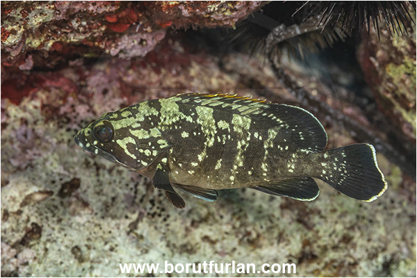 Island Lastovo, Croatia, Adriatic sea, Mediterranean sea, Epinephelus marginatus, Epinephelus, Serranidae, Dusky grouper, Grouper, Fish, Juvenile