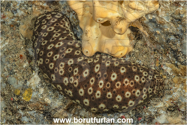 Island Lastovo, Croatia, Adriatic sea, Mediterranean sea, Holothuria (Platyperona) sanctori, Holothuria, Holothuriidae, Spotted holothurian, Holothuroidea, Holothurian, Echinodermata, Echinoderm