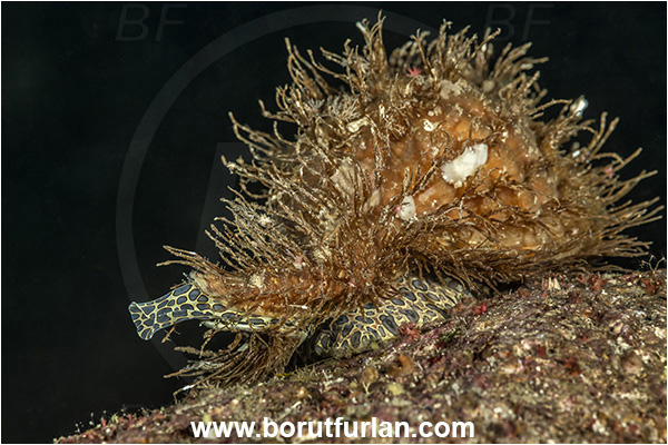 Island Lastovo, Croatia, Adriatic sea, Mediterranean sea, Monoplex corrugatus, Monoplex, Cymatiidae, Hairy triton, Triton, Sea snail, Gastropoda, Mollusca, Mollusc