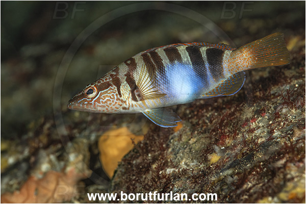 Island Lastovo, Croatia, Adriatic sea, Mediterranean sea, Serranus scriba, Serranus, Serranidae, Painted comber, Fish