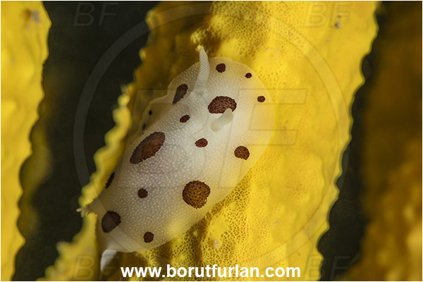 Island Lastovo, Croatia, Adriatic sea, Mediterranean sea, Aplysina aerophoba, Aplysina, Aplysinidae, Yellow Tube Sponge, Golden Sponge, Sponge, Porifera, Peltodoris atromaculata, Peltodoris, Discodorididae, Dotted sea slug, Nudibranch, Sea slug, Gastropoda, Mollusca