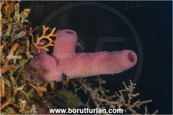 Island Lastovo, Croatia, Adriatic sea, Mediterranean sea, Haliclona (Reniera) mediterranea, Haliclona, Chalinidae, Sponge, Porifera