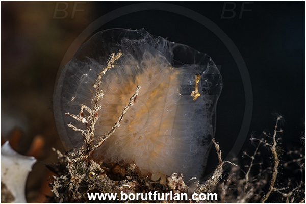 Island Lastovo, Croatia, Adriatic sea, Mediterranean sea, Aplidium sp., Aplidium, Polycitoridae, Colony of Tunicates, Colonial sea squirt, Sea squirt, Ascidiacea, Tunicata, Tunicate