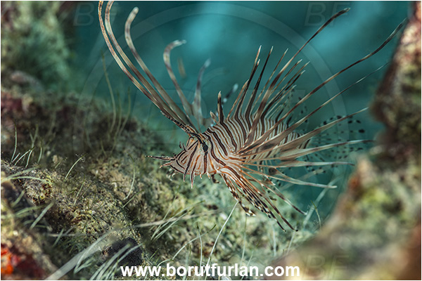 Island Lastovo, Croatia, Adriatic sea, Mediterranean sea, Pterois miles, Pterois, Scorpaenidae, Devil Firefish, Lionfish, Fish, Juvenile