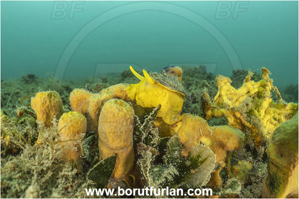 Ankaran, Slovenia, Adriatic sea, Mediterranean sea, Tylodina perversa, Tylodina, Tylodinidae, Yellow umbrella slug, Sea snail, Gastropoda, Mollusca, Mollusc