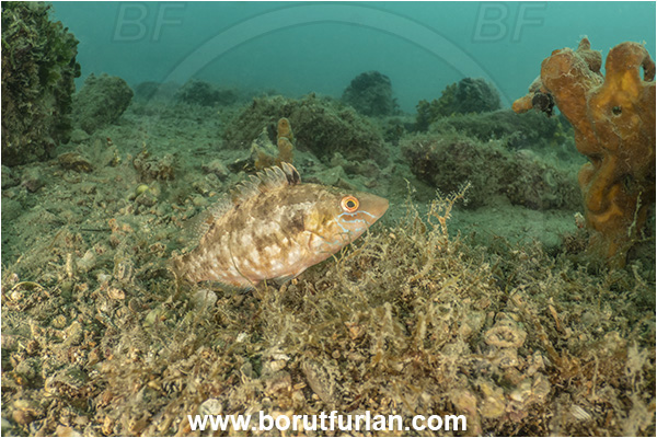 Ankaran, Slovenia, Adriatic sea, Mediterranean sea, Symphodus cinereus, Symphodus, Labridae, Gray wrasse, Wrasse, Fish, Nesting