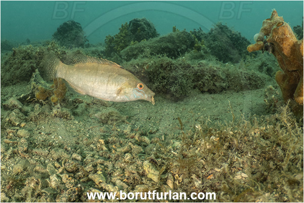 Ankaran, Slovenia, Adriatic sea, Mediterranean sea, Symphodus cinereus, Symphodus, Labridae, Gray wrasse, Wrasse, Fish, Nesting