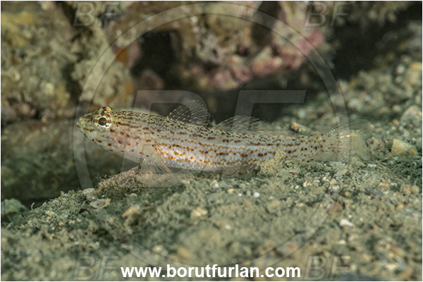 Adriatic sea, Bucchich