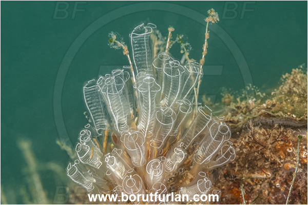 Secovlje, Slovenia, Adriatic sea, Mediterranean sea, Diazona violacea, Diazona, Diazonidae, Football sea squirt, Sea squirt, Ascidiacea, Tunicata