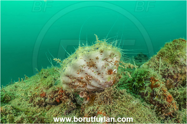 Secovlje, Slovenia, Adriatic sea, Mediterranean sea, Flexopecten glaber, Flexopecten, Pectinidae, Bivalvia, Mollusca, Mollusc, Smooth scallop, Scallop, Shell